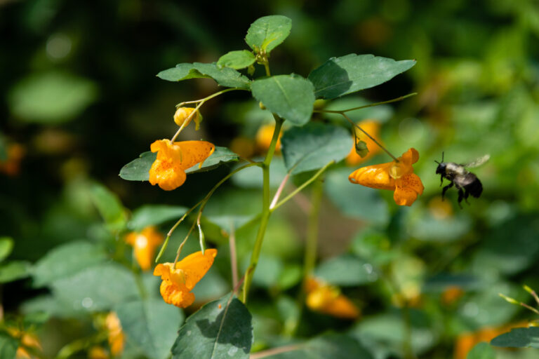 How Do You Treat Poison Ivy With Jewelweed