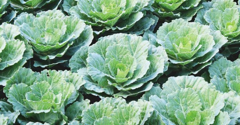 How Many Collard Greens Can You Plant in a Square Foot Garden