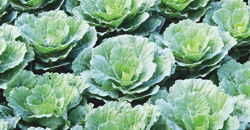 How Many Collard Greens Can You Plant in a Square Foot Garden