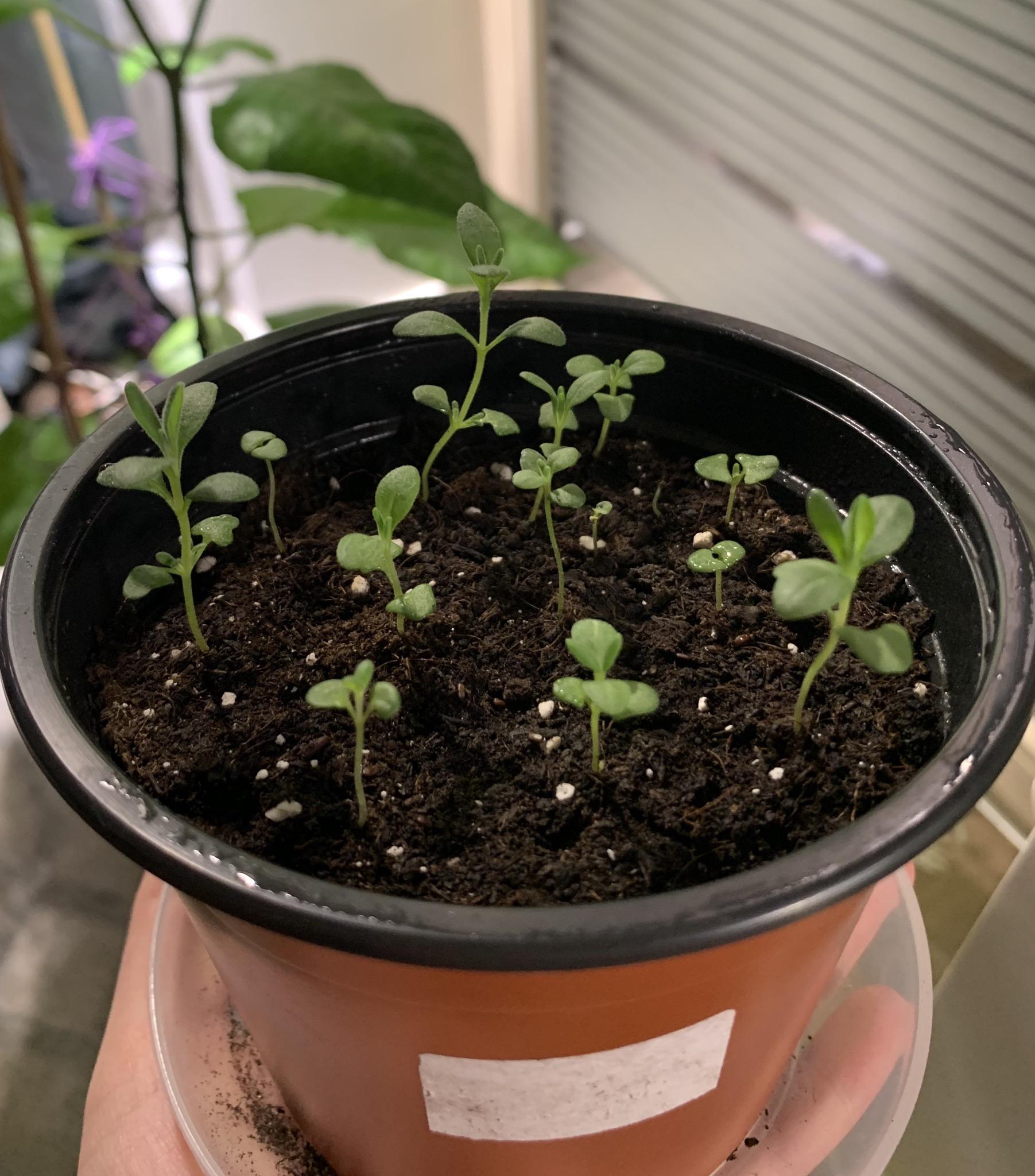 Is Lavender Hard to Grow from Seed