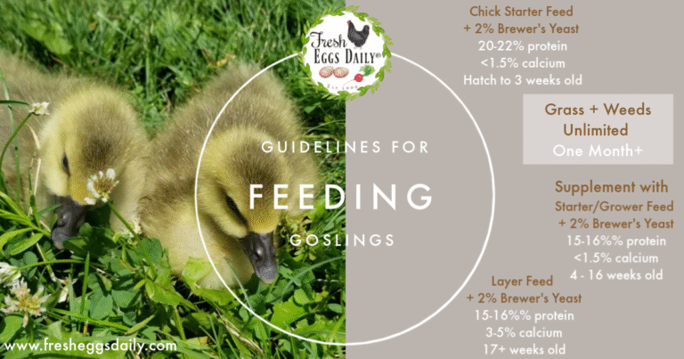 What Do Baby Canada Geese Eat
