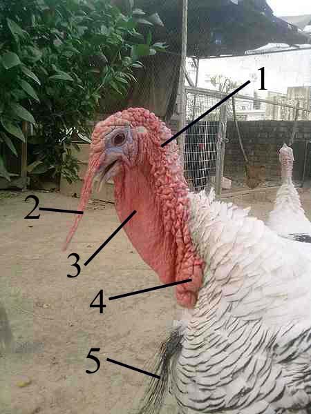 What is the Dangly Thing on a Turkey