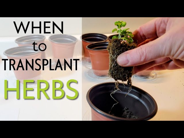 When Should I Transplant My Herbs